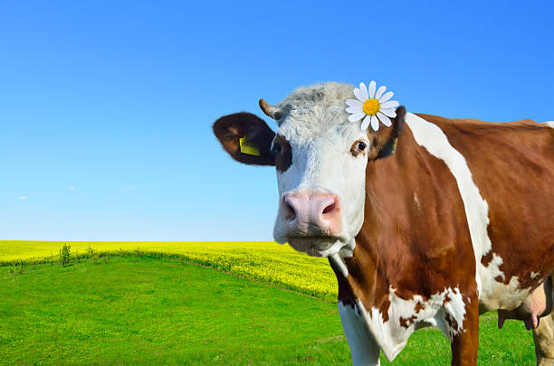 istock Young cows grazing on a green meadow 517334694