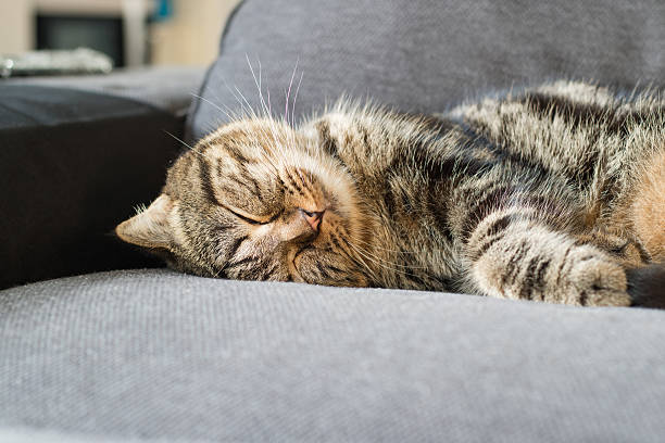 istock happy cat american short hair sleep on grey couch 517335136