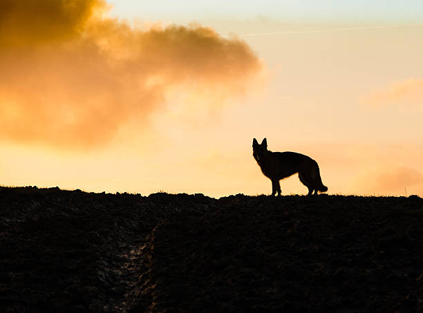 istock German Shepherd Dog silhouette at sunrise 517335184