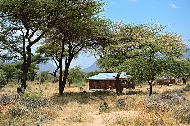 istock Tree in the savannah Masai Mara 517336750
