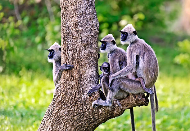istock Close-up of a Grey Langur 517338004