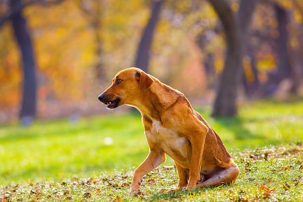 chien errant - tyke photos et images de collection