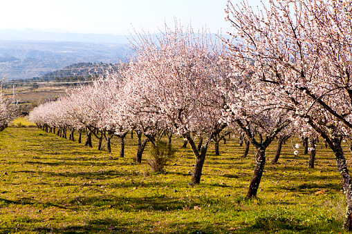 Lush branches of a blossoming sakura tree, pink double flowers of Japanese cherry. Spring floral background. Blooming tree. Sakura branches are densely strewn with flowers.