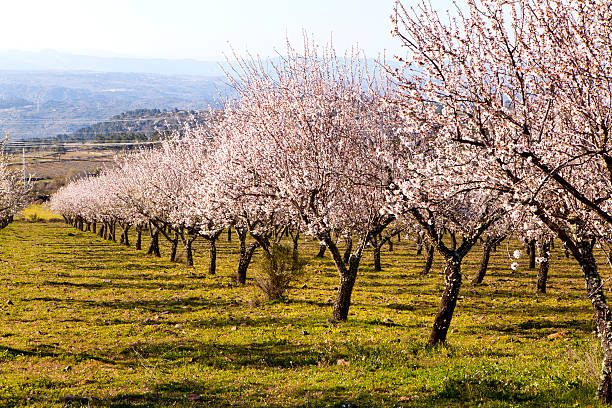Almond Trees in Bloom stock photo