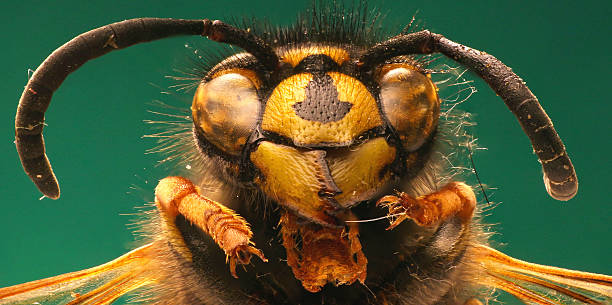 istock The red Wasp on green Background 517339072