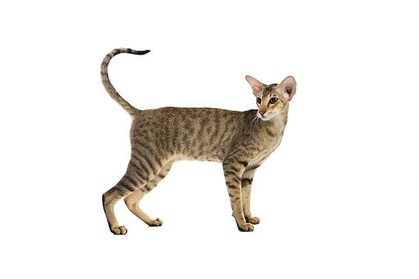 istock Purebred cute siamese cat studio shot 517340148