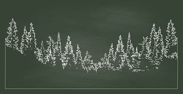 Chalkboard Forest A chalk outline vector silhouette illustration of a forest tree line with pine trees that slopes down to the center. pine tree illustrations stock illustrations