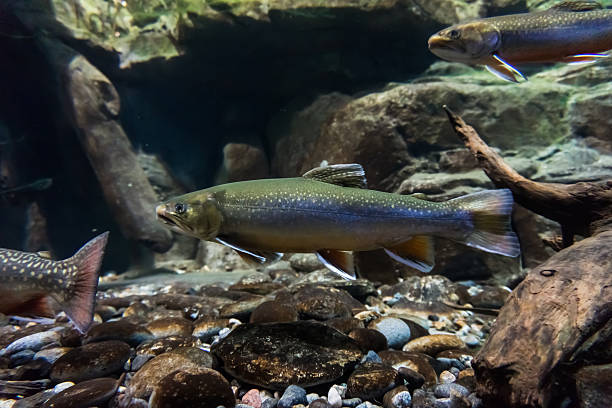 istock Underwater image of sea trout.  Brook trout 517340607