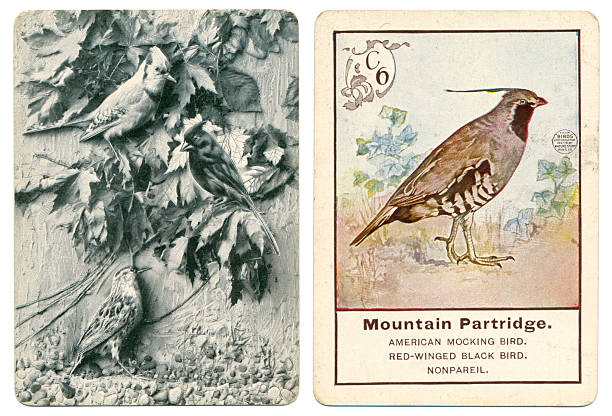 ilustraciones, imágenes clip art, dibujos animados e iconos de stock de perdiz de montaña de parker brothers juego de pájaros 1900 - parker brothers
