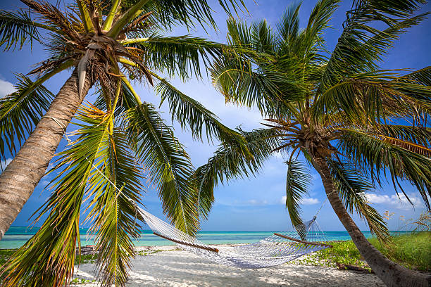 istock Palms and Hammock in Florida Keys 517341030