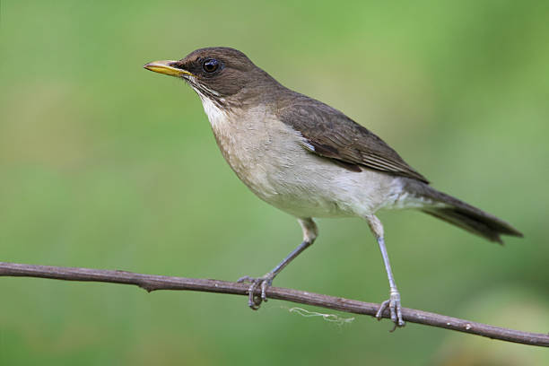 istock Creamy-bellied Thrush (Turdus amaurochalinus) on branch, Itanhaem, Brazil 517341148