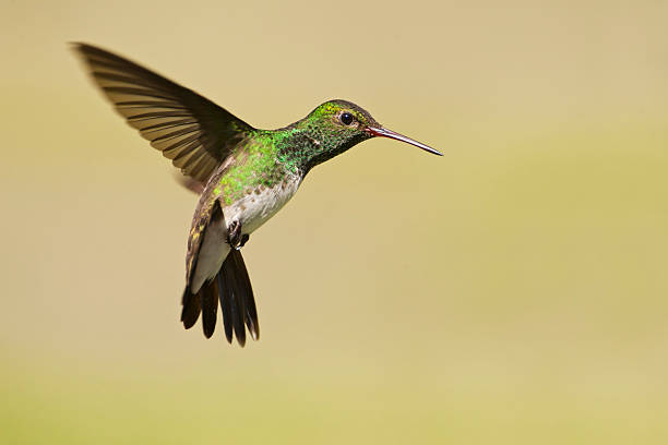 istock Glittering-throated Emerald (Amazilia fimbriata) flying in mid-air, Itanhaem, Brazil 517341180