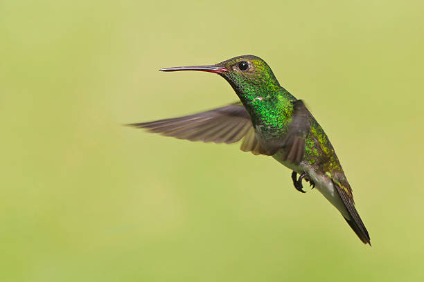 istock Glittering-throated Emerald (Amazilia fimbriata) flying in mid-air, Itanhaem, Brazil 517341204