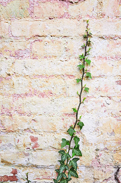 istock Green plants cover old red brick wall 517341292