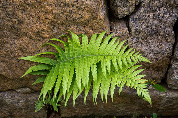 istock plant and stones 517341466