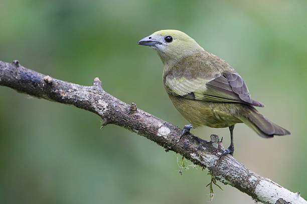 пальма танагра (трауписы palmarum) филиал в сад, itanhaem, бразилия - green woods forest southern brazil стоковые фото и изображения