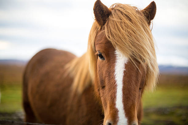 Icelandic horse