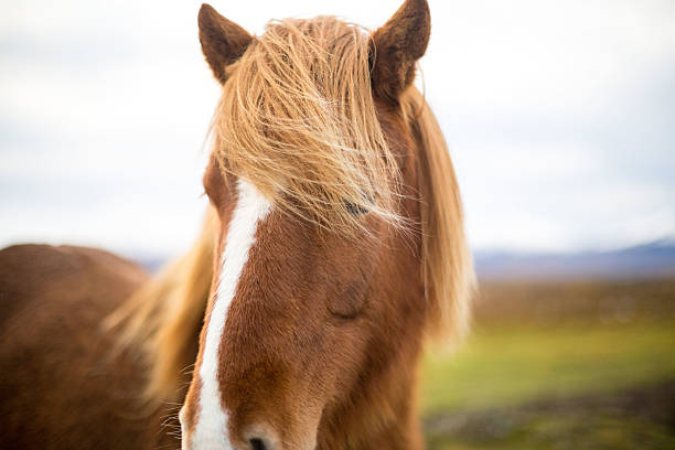 istock Icelandic horse 517341970