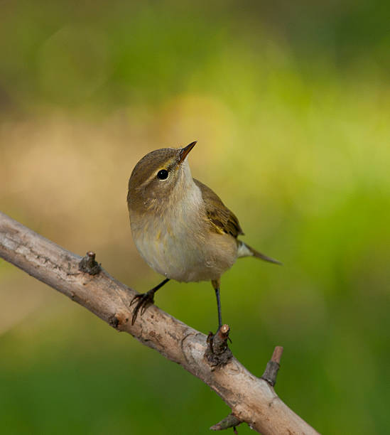 istock common chiffchaff, or simply the chiffchaff, (Phylloscopus collybita) 517341973