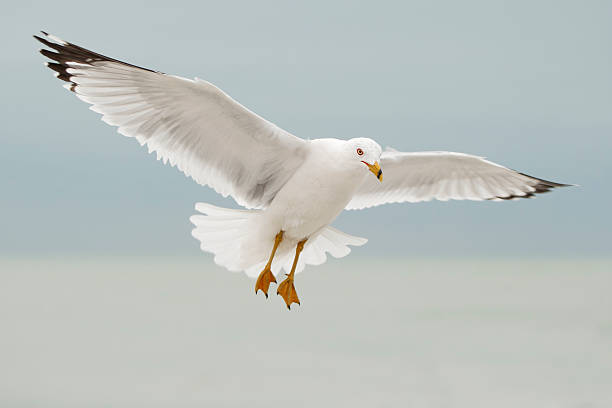 istock Ring-billed Gull (Larus delawarensis) flying, Florida, USA 517342110