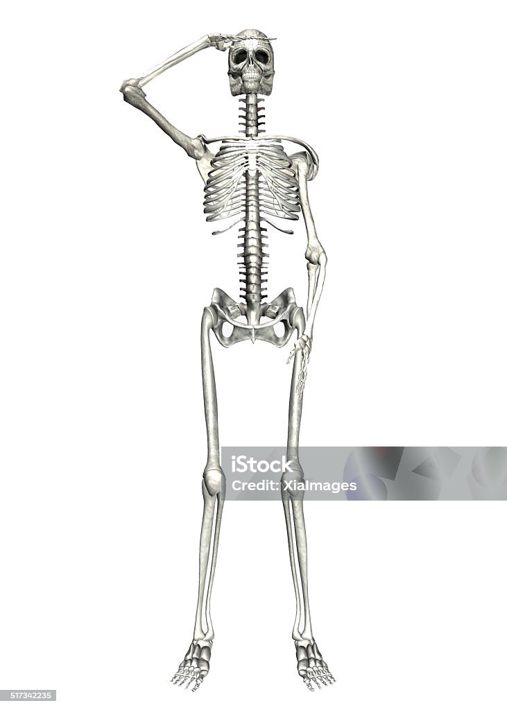 Illustration of a human skeleton saluting Illustration of a human skeleton saluting isolated on a white background Human Skeleton Stock Photo