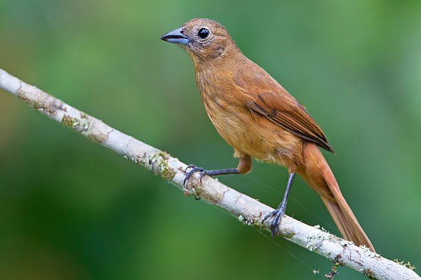 istock Ruby-crowned tanager (Tachyphonus coronatus) female on branch, Itanhaem, Brazil 517342380