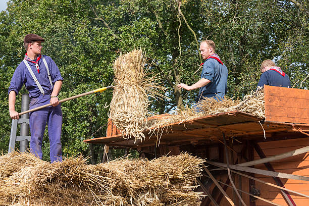 Agriculture straw wagon in farm field