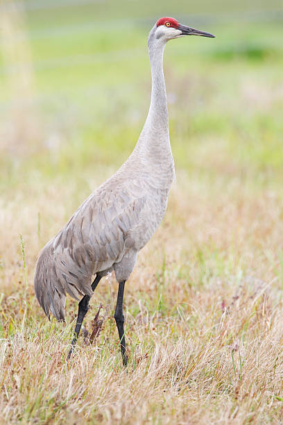 istock Sandhill Crane (Grus canadensis) standing in grass field, Florida, USA 517342646