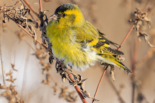 Siskin close up sitting on a branch, abandoned field, overgrown with weeds