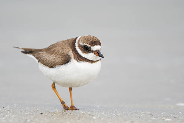 istock Semipalmated Plover (Charadrius semipalmatus) on beach, Fort De Soto, Florida 517342788