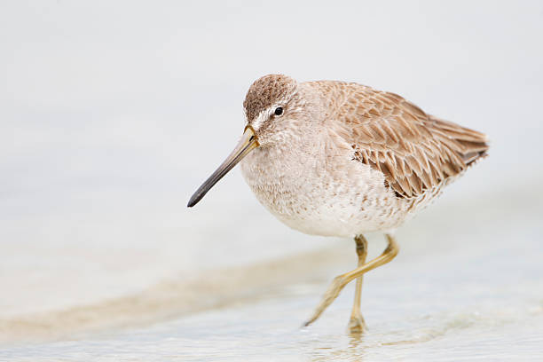 Short-billed Dowitcher (Limnodromus griseus) on beach, Fort De Soto, Florida