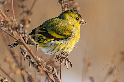 Beautiful portrait siskin, winter day, the bird eats seeds