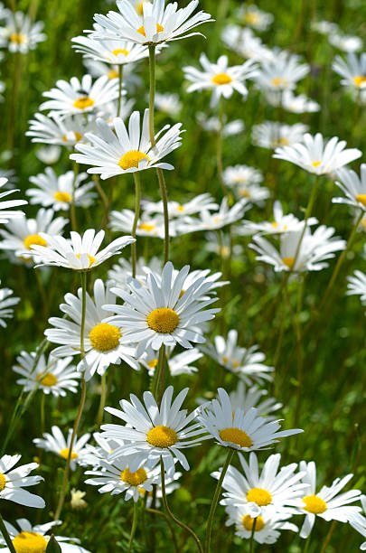 wiesen-mageriten - flower blumenwiese meadow flower head zdjęcia i obrazy z banku zdjęć