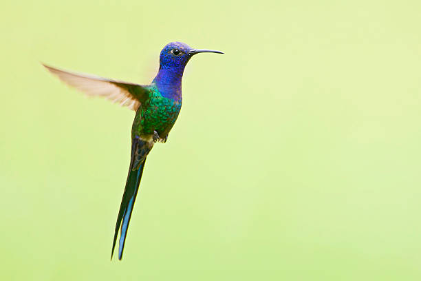 Swallow-tailed hummingbird (Eupetomena macroura) flying against clean background, Itanhaem, Brazil stock photo