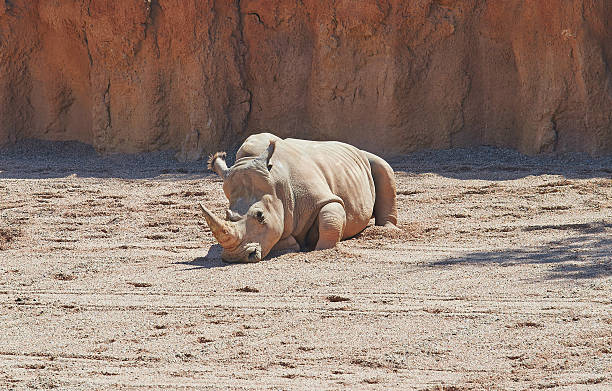 młody afryki biały rohatyniec jest oparta na słońcu - rhinoceros savannah outdoors animals in the wild zdjęcia i obrazy z banku zdjęć