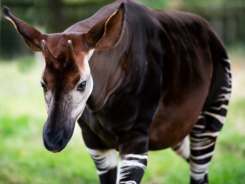 El Okapi conocido como el bosque jirafa o cebra de fibra de vidrio photo