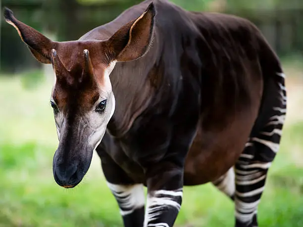 The okapi (Okapia johnstoni), also known as the forest giraffe or zebra giraffe, is a giraffid artiodactyl mammal native to the Ituri Rainforest, located in the northeast of the Congo in Central Africa. Although the okapi bears striped markings reminiscent of zebras, it is most closely related to the giraffe. The okapi and the giraffe are the only living members of the family Giraffidae.