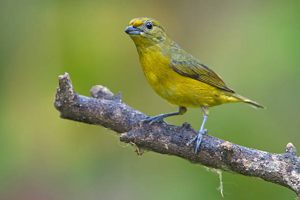 istock Violaceous Euphonia (Euphonia violacea) female on branch, Itanhaem, Brazil 517343440
