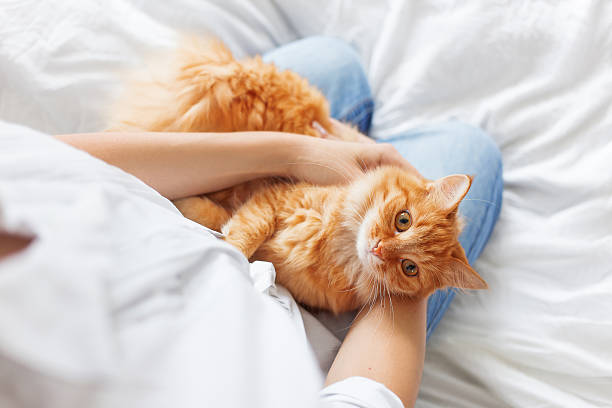 istock Ginger cat lies on woman's hands. 517344358