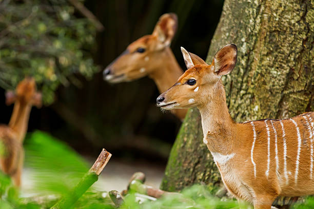 istock Sitatunga or marshbuck (Tragelaphus spekii), Singapore. 517344482
