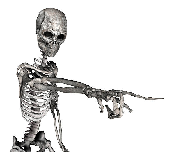 Illustration of a human skeleton pointing stock photo
