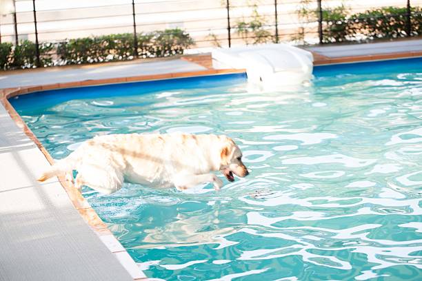 istock labrador jump at a local public pool 517345073
