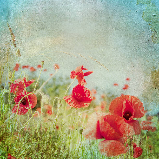 istock poppy flowers background 517345280