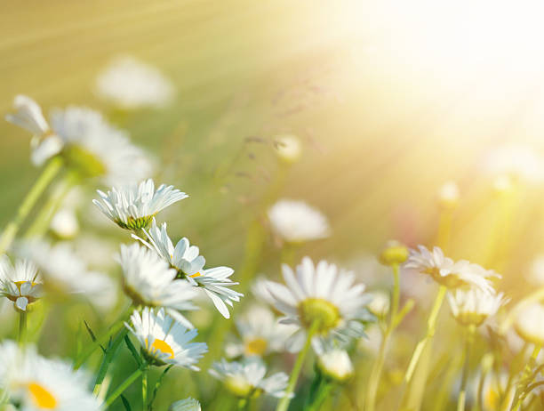 istock Beautiful daisy flowers bathed in sunlight 517345571