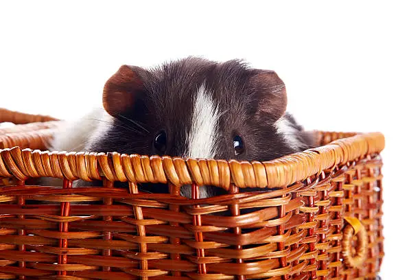 Photo of Portrait of a guinea pig in a wattled basket