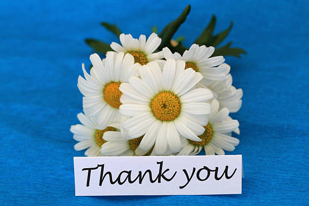 istock Thank you card with white daisies on blue background 517345665