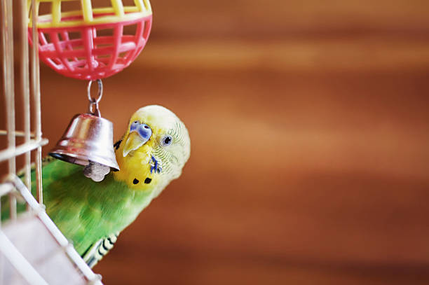 Budgerigar Domestic budgie sitting with his toy friend. finch stock pictures, royalty-free photos & images