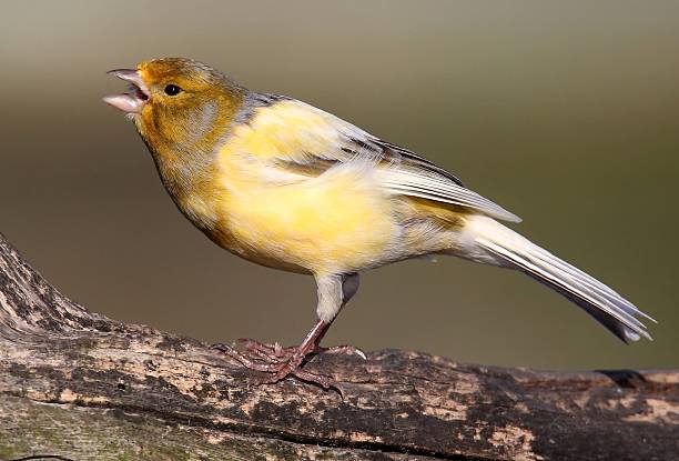 Singing Canary stock photo