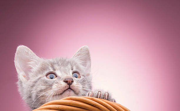 istock little kitten in the basket 517346279