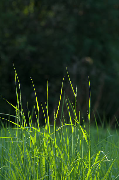 istock Green grass on a field in the evening sunlight 517346365